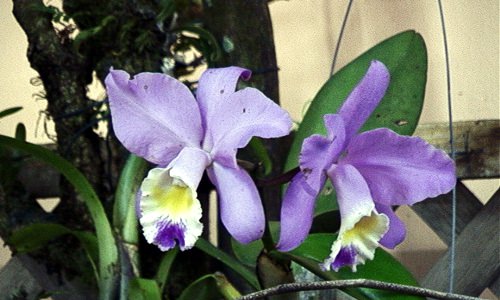 Orqudeas